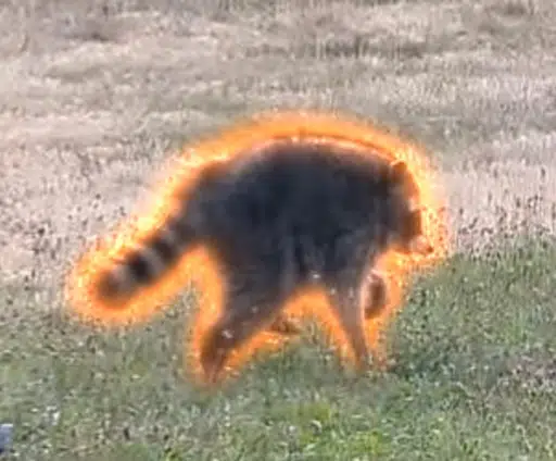 Jimothy The Raccoon